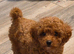 Stunning little boy left from a litter of 3
