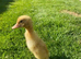 Welsh Harlequin Duck Hatching Eggs