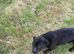 Staffordshire Bull terrier
