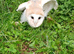 Young barn owls