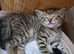 4 GORGEOUS KITTENS LEFT.
