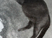 2 male kittens