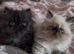 stunning colour point Persian Kittens