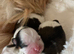 Lhasa apso X shih tzu puppies
