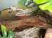 Crested gecko roughly 1 year old (tailless)