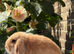 Orange mini lops for sale, 1 buck, 1 doe, from show lines