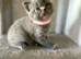 Blue British Shorthair looking new home