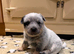 Australian Cattle Dog Puppies