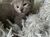 TICA 5* pedigree Russian blue kittens