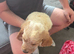 1 boy puppy