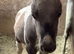 Silver dapple colt
