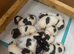 Spocker puppies