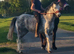 Pretty 12.2h 6yr mare
