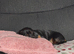Miniature dachshund