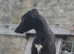 WELL BRED BITCH PUPPY LINEAGE OUTSTANDING POTENTIAL