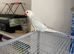 Beautiful white & blueish IRN parakeet