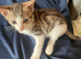 For sale 3 male kittens