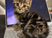 Beautiful kittens