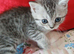 Mixed breed kittens .