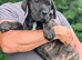 Big strong stunning puppies