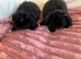 8 week old mini lops