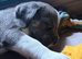 Cane corso x staffy mastiff