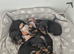 DAXIE PUPS READY SEP 22ND