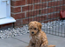 ONLY 1 LEFT - Toy Cockapoo GIRL Ready Now