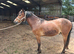 Registered NF geldings