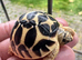 CB26 Indian Star Tortoises for sale
