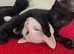 One kitten for sale