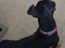 Dachshund cross jack Russel