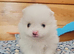 White and sable Pomeranian puppies