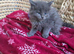 Maine coon kittens