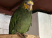 Yellow headed Amazon