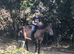 14.3/15hh thoroughbred gelding