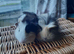 2 baby guineapigs