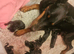 Kc registered doberman puppies