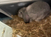 Female young lop cage included