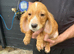 Fox Red cocker spaniel puppies