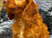 F1 mini cockapoo fox red girl