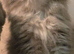 Persian cross Ragdoll