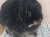10 week old netherland dwarf rabbit