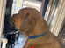 Cane corso x lab puppies