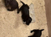 4 black cocker spaniel boys for sale