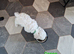 Bichon Frise Only One Left Champion Bloodline