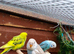 5 young budgies for sale in Maidstone