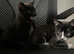 2 boy kittens