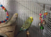 Burdgies