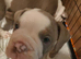 English bulldog puppy
